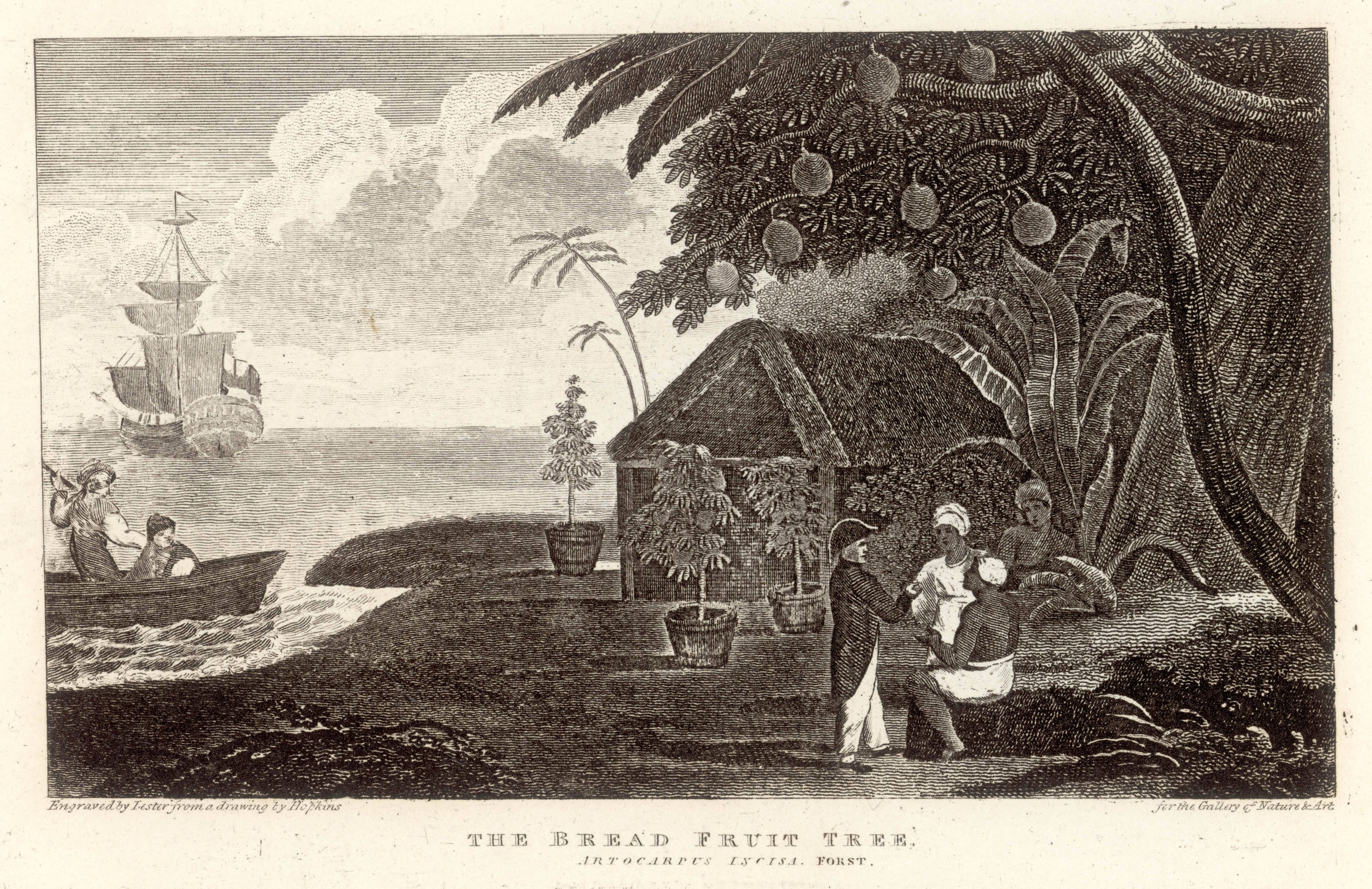 Bild zum Thema Die Geschichte der H.M.S. Bounty