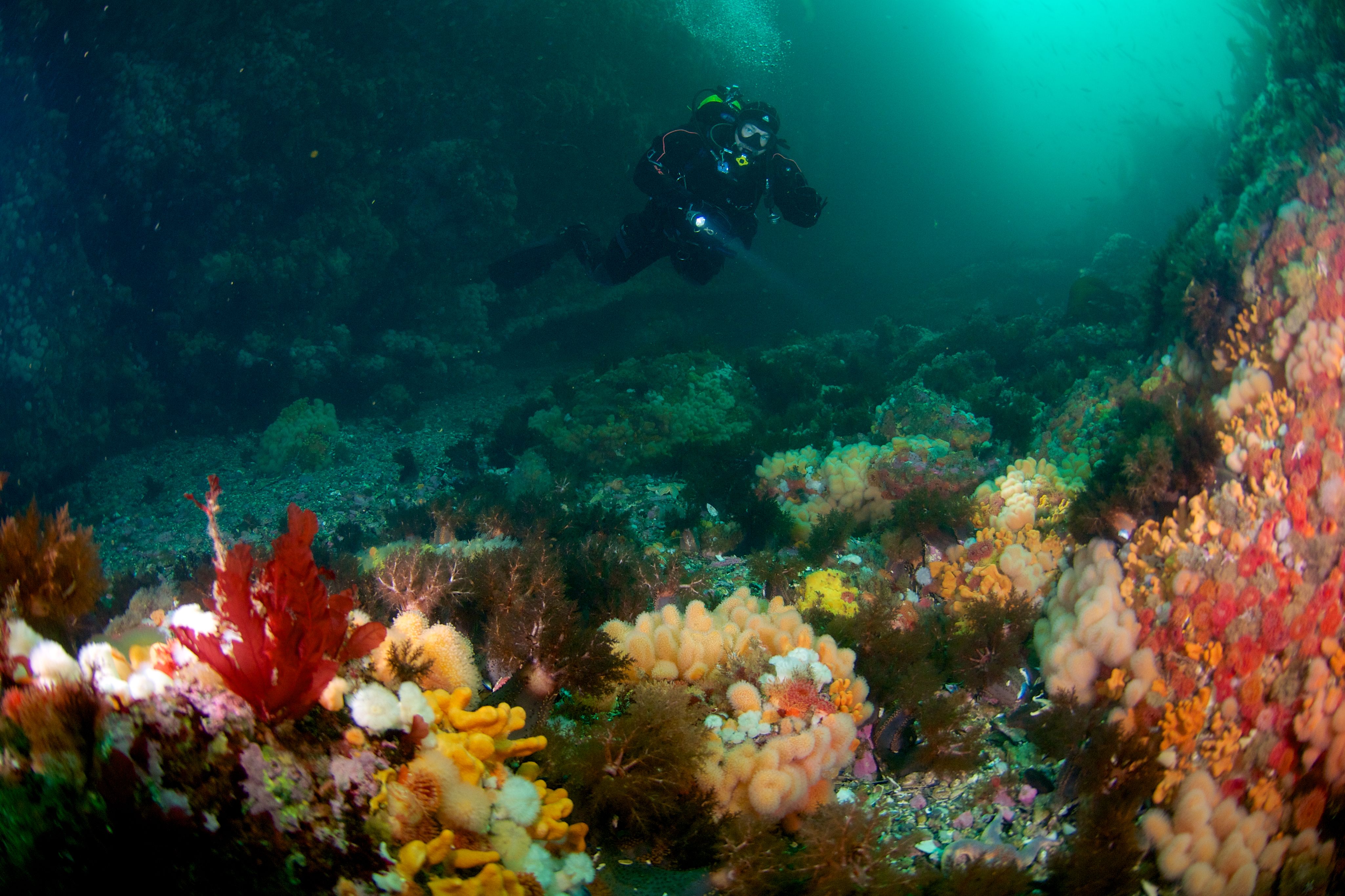 Bild zum Thema Saltstraumen in Bildern: Dieser Gezeitenstrom ist eine Naturgewalt