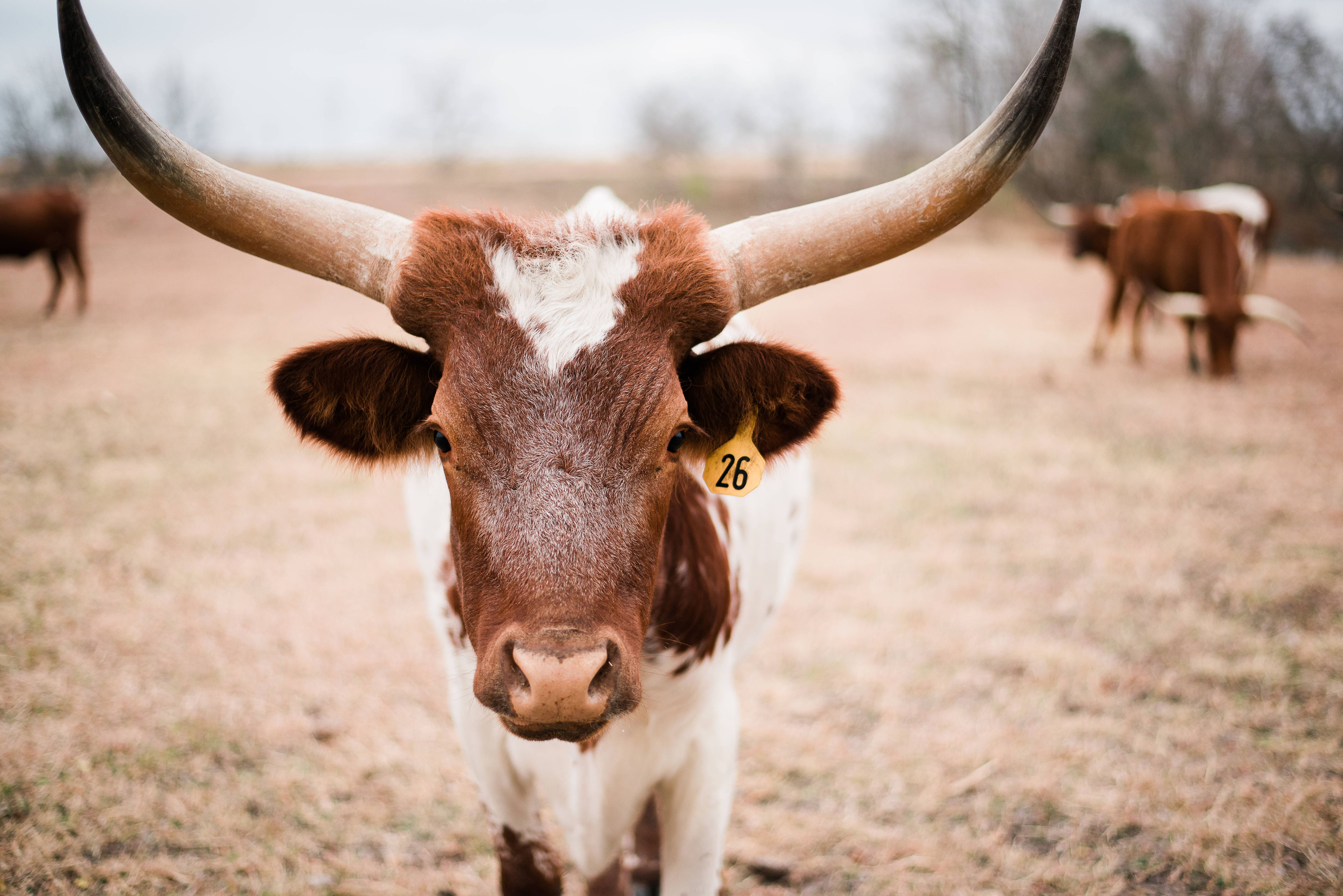 Bild zum Thema Typisch Texas:  Alles groß und übertrieben